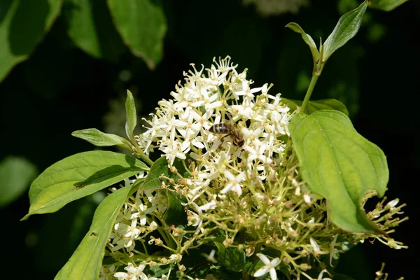 斯皮亚 拉丁语 Spiraea 粉红科 玫瑰科 的一种落叶装饰灌木属 — 图库照片