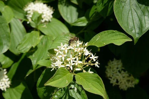 斯皮亚 拉丁语 Spiraea 粉红科 玫瑰科 的一种落叶装饰灌木属 — 图库照片