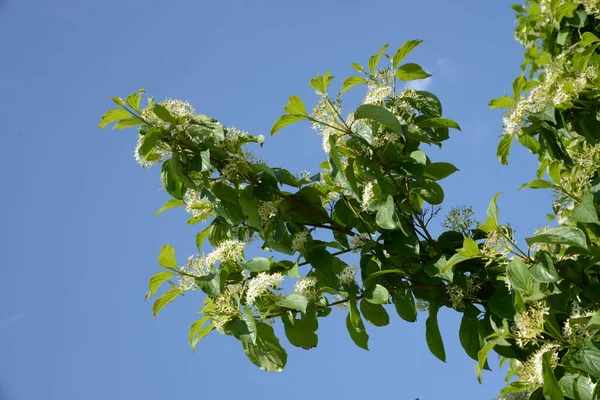 Spirea Latin Spiraea Genus Deciduous Decorative Shrubs Pink Family Rosaceae — Stock Photo, Image