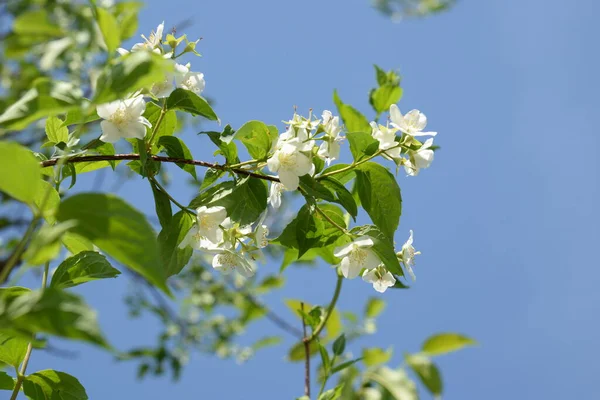 Jasmine Jasmine Jasmine Jasminum Persian Jasmine — Stock Photo, Image