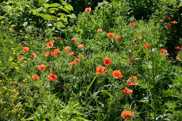 Vildvallmo Latinska Papaver Rhoeas Fältvallmo Vallmo Självsådd Vallmo — Stockfoto