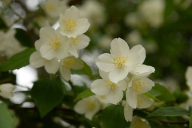 Yasemin, yasemin, yasemin (Jasminum, Farsça, yasemin))