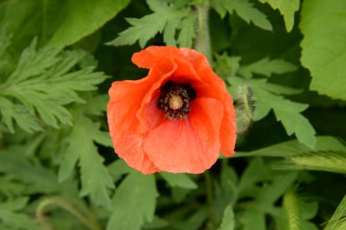   Yabani gelincik (Latin Papaver rhoeas; tarla gelinciği, haşhaş, kendi kendine tohumlanan gelincik)