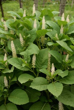  Laconis (Phytolacca) - Phytolacquer (Laconic) familyasının daimi bitki cinsi.).