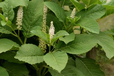 Laconis (Phytolacca) - Phytolacquer (Laconic) familyasının daimi bitki cinsi.).