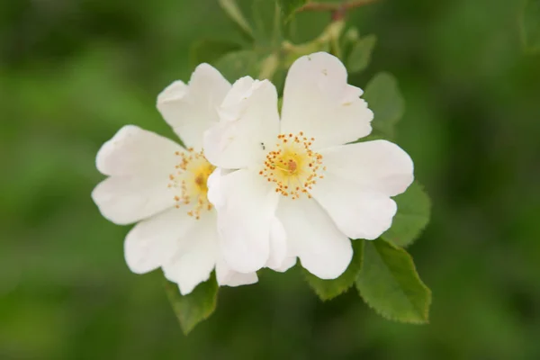 Róża Lub Róża Psia Rosa Canina — Zdjęcie stockowe