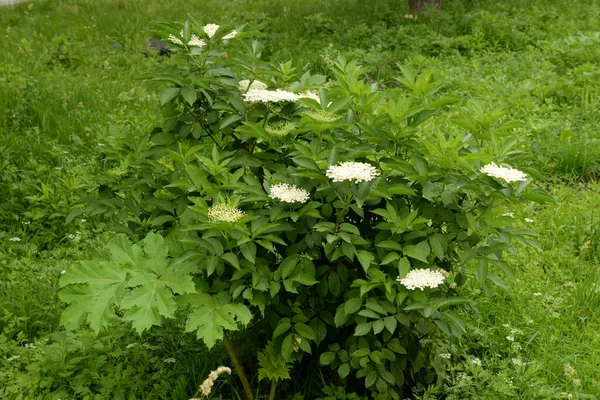 Elderberry Sambucus Rodzaj Roślin Rodziny Adoxaceae — Zdjęcie stockowe