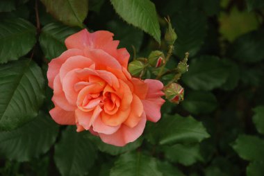 Gül, köpek gülü (Rosa L.)