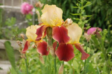  Iris, ya da Kasatik, ya da Horoz (lat. ris)