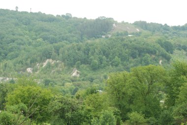 Bekarlık eski ormanda başlar.