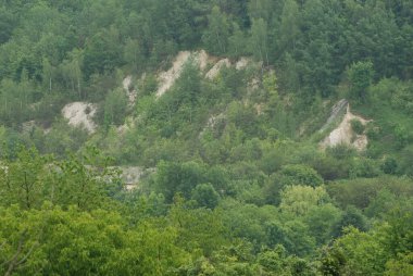 Kozalaklı ormanda kış günü