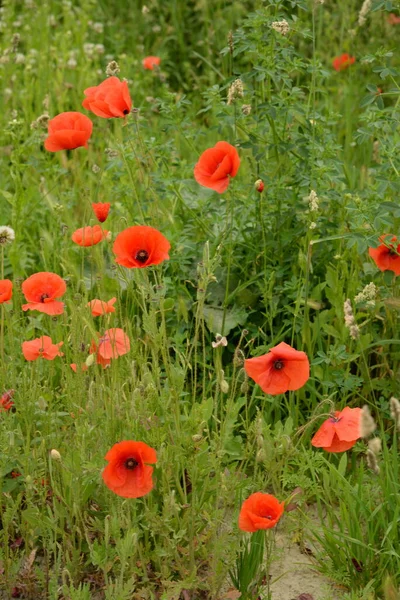 野生のケシ ラテン語 Papaver Rosea フィールドケシ 自食ケシ — ストック写真