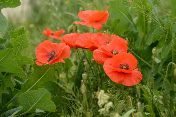 Vildvallmo Latinska Papaver Rhoeas Fältvallmo Vallmo Självsådd Vallmo — Stockfoto