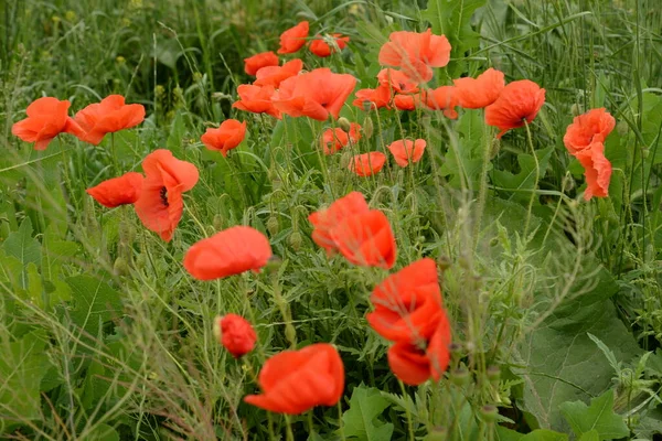 Vildvallmo Latinska Papaver Rhoeas Fältvallmo Vallmo Självsådd Vallmo — Stockfoto