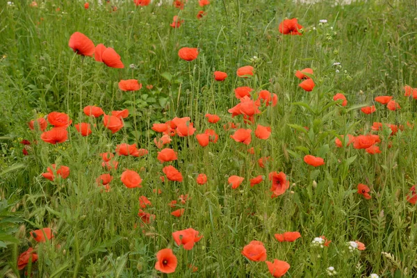 Vildvallmo Latinska Papaver Rhoeas Fältvallmo Vallmo Självsådd Vallmo — Stockfoto