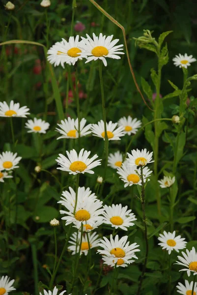 Camomilla Matricaria Altri Nomi Romana Donnola Nuora Romanzo Raramente Arrossire — Foto Stock