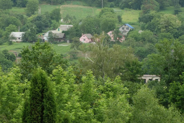 Single Startet Alten Wald — Stockfoto