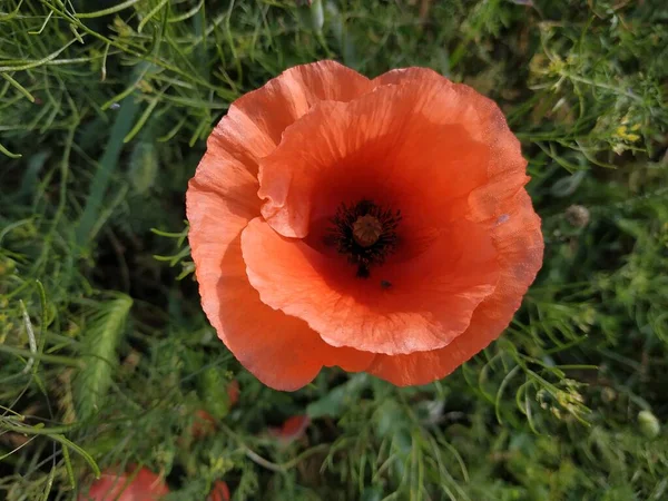 野生のケシ ラテン語 Papaver Rosea フィールドケシ 自食ケシ — ストック写真