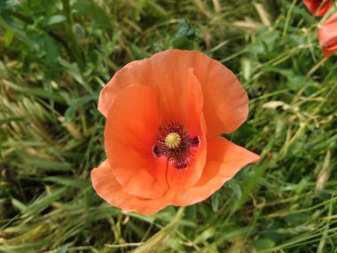   Yabani gelincik (Latin Papaver rhoeas; tarla gelinciği, haşhaş, kendi kendine tohumlanan gelincik)