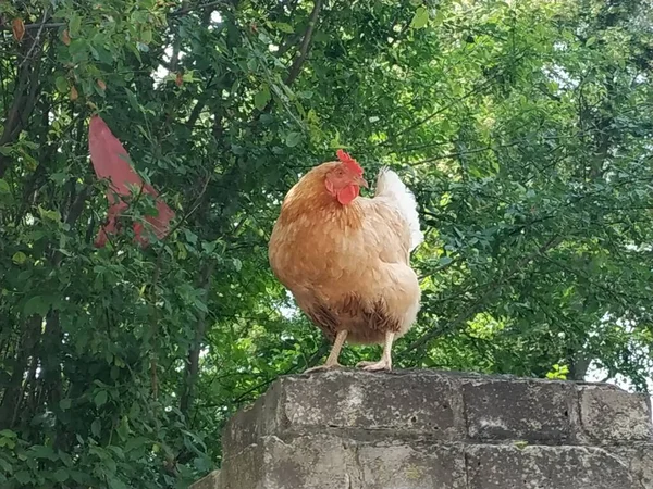 Pollo Nel Cortile — Foto Stock