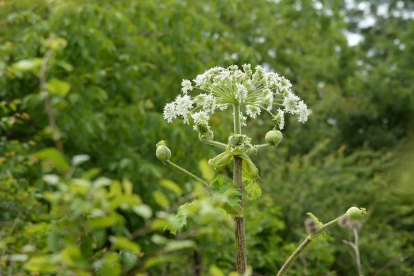 Borschivnik Sosnowski Heracleum Manden — Fotografia de Stock