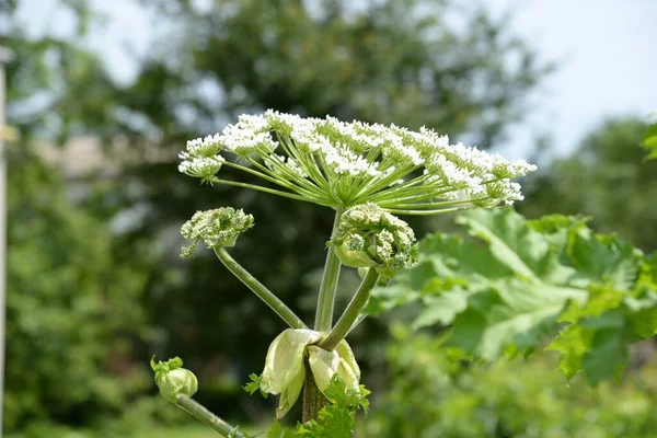 Borschivnik Sosnowski Heracleum Manden — Fotografia de Stock