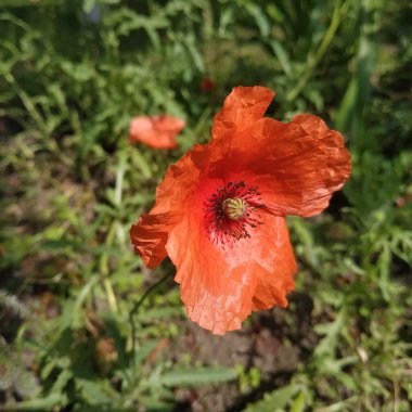   Yabani gelincik (Latin Papaver rhoeas; tarla gelinciği, haşhaş, kendi kendine tohumlanan gelincik)