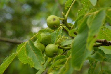 Ceviz, o da ceviz (Juglans regia L.)