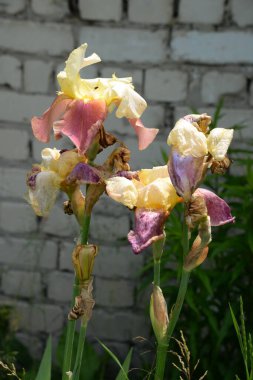    Iris, ya da Kasatik, ya da Horoz (lat. ris)