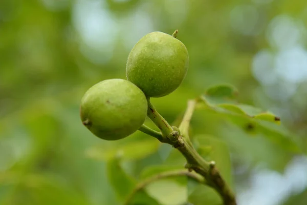 Noz Também Noz Juglans Regia — Fotografia de Stock