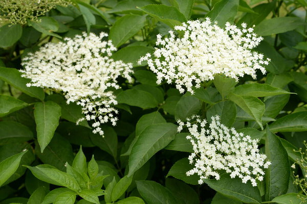 Elderberry (Sambucus) is a genus of flowering plants in the Adoxaceae family.