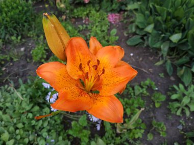 Lily (Lilium, Ukraynalı halk ismi Lily)
