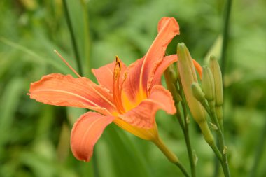 Lily (Lilium, Ukraynalı halk ismi Lily)