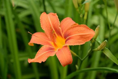 Lily (Lilium, Ukraynalı halk ismi Lily)