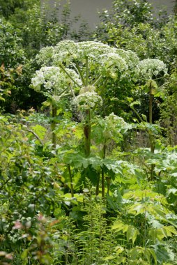 Borschivnik Sosnowski (Heracleum sosnowskyi Manden.)