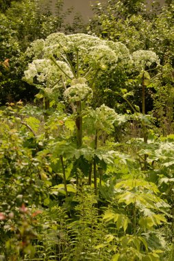 Borschivnik Sosnowski (Heracleum sosnowskyi Manden.)