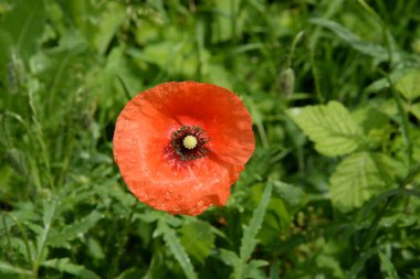   Yabani gelincik (Latin Papaver rhoeas; tarla gelinciği, haşhaş, kendi kendine tohumlanan gelincik)