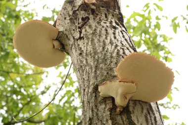 Trutovik sülfür sarısı veya Letipor sülfür sarısı (Laetiporus sülfür))