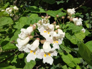 Katalpa, Afrika kıtasında bulunan bir ağaç cinsidir.