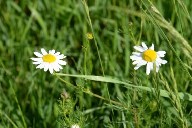 Papatya çayı (Matricaria L. ; diğer isimler: Romaine, gelincik, gelin, roman; nadiren, allık)