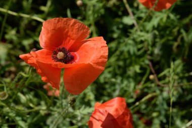   Yabani gelincik (Latin Papaver rhoeas; tarla gelinciği, haşhaş, kendi kendine tohumlanan gelincik)
