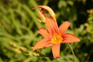 Lily (Lilium, Ukraynalı halk ismi Lily)