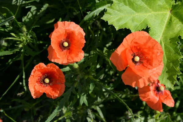 Wild Poppy Latin Papaver Rhoeas Field Poppy Poppy Self Seeding — Stock Photo, Image
