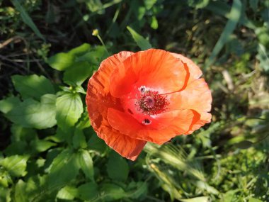   Yabani gelincik (Latin Papaver rhoeas; tarla gelinciği, haşhaş, kendi kendine tohumlanan gelincik)