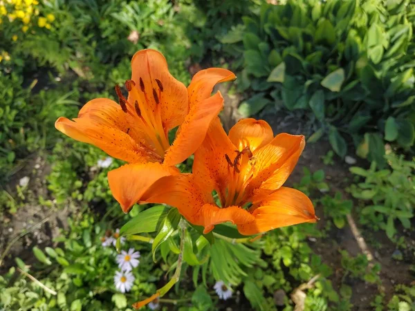 Lirio Lilium Nombre Popular Ucraniano Lirio —  Fotos de Stock