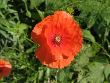   Yabani gelincik (Latin Papaver rhoeas; tarla gelinciği, haşhaş, kendi kendine tohumlanan gelincik)