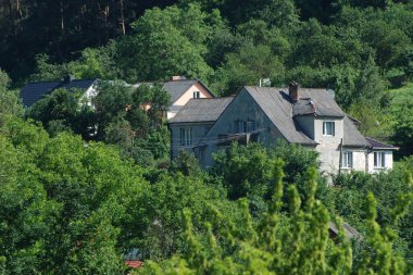  Bekarlık eski ormanda başlar.