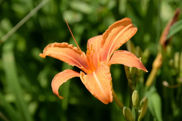 Lirio Lilium Nombre Popular Ucraniano Lirio —  Fotos de Stock