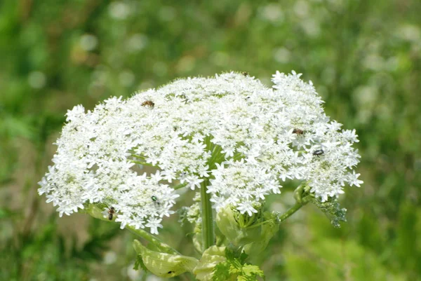 Borschivnik Sosnowski Heracleum Manden — Fotografia de Stock