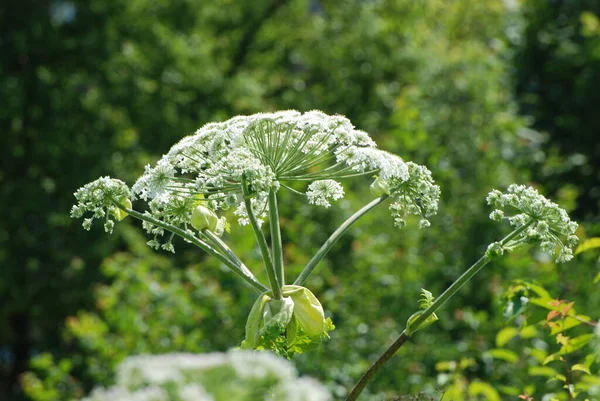 Borschivnik Sosnowski Heracleum Manden — Fotografia de Stock